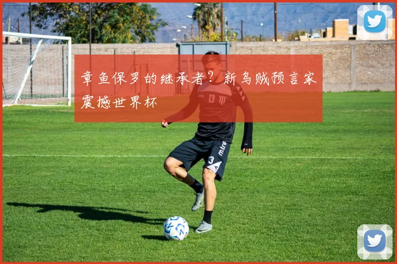 章鱼保罗的继承者？新乌贼预言家震撼世界杯